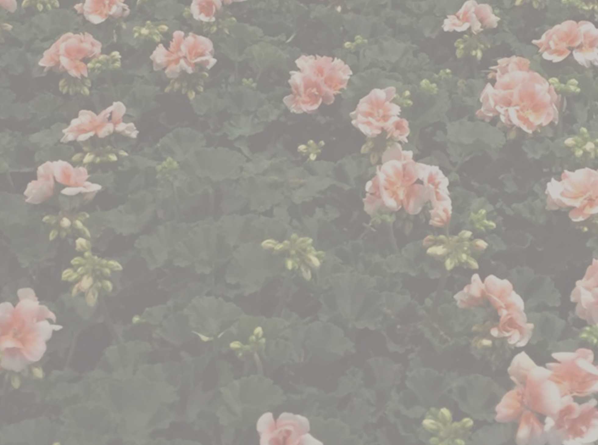 Pink Flowers