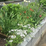 Raised Garden Box Overflowing with Flowers and Greenery