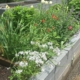 Raised Garden Box Overflowing with Flowers and Greenery