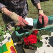 close up of a person's hands while gardening