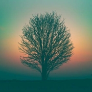tree in winter lit up by the sunset