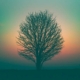 tree in winter lit up by the sunset