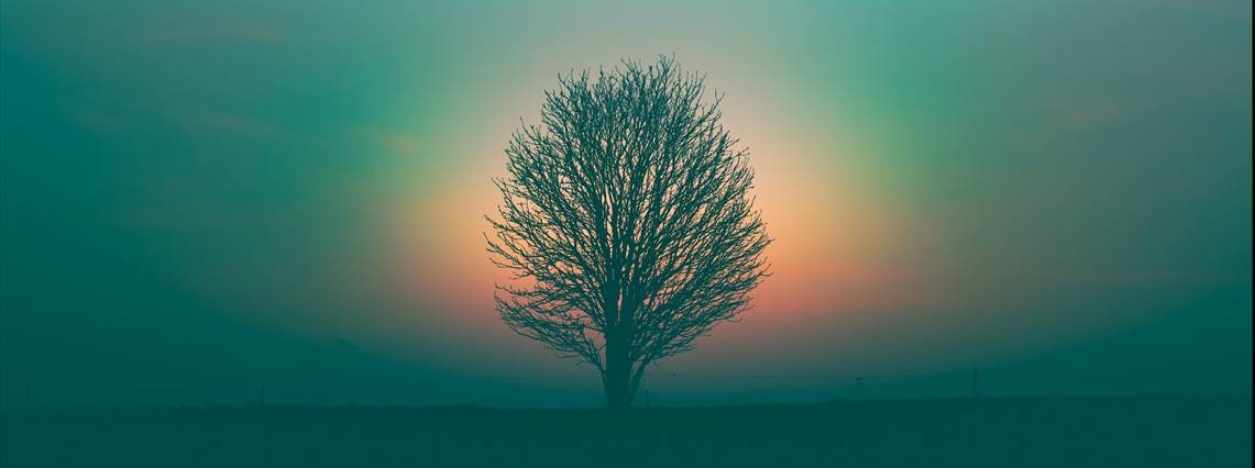 tree in winter lit up by the sunset