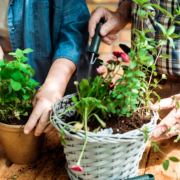 senior man and woman planting pots of flowers